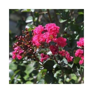 Lilas des Indes 'Pink Velour'
