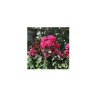 Lilas des Indes 'Pink Velour'
