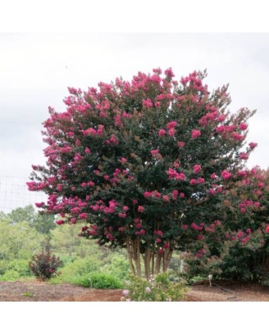 Lilas des Indes 'Plum Magic'