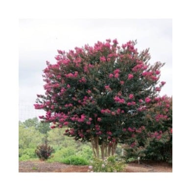 Lilas des Indes 'Plum Magic'