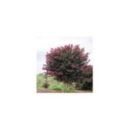 Lilas des Indes 'Plum Magic'