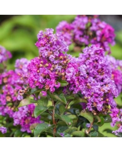 Lilas des Indes 'Purple Magic'