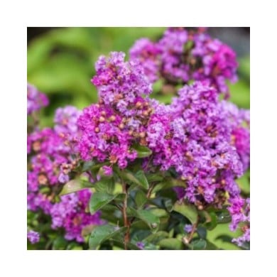 Lilas des Indes 'Purple Magic'