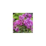 Lilas des Indes 'Purple Magic'