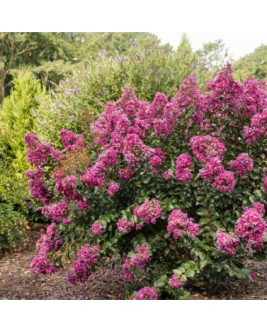 Lilas des Indes 'Purple Magic'