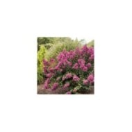 Lilas des Indes 'Purple Magic'