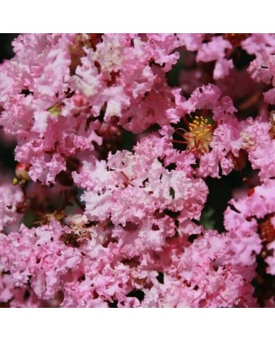 Lilas des Indes 'Rhapsody In Pink'