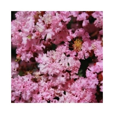 Lilas des Indes 'Rhapsody In Pink'