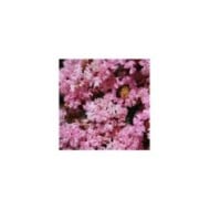 Lilas des Indes 'Rhapsody In Pink'