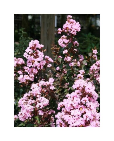 Lilas des Indes 'Rhapsody In Pink'