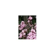 Lilas des Indes 'Rhapsody In Pink'