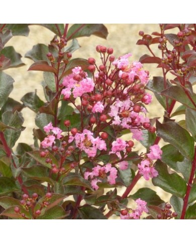 Lilas des Indes 'Rhapsody In Pink'