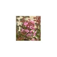 Lilas des Indes 'Rhapsody In Pink'