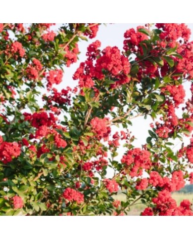 Lilas des Indes 'Ruffled Red Magic'