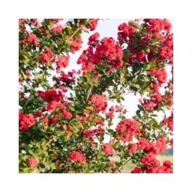 Lilas des Indes 'Ruffled Red Magic'