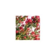 Lilas des Indes 'Ruffled Red Magic'