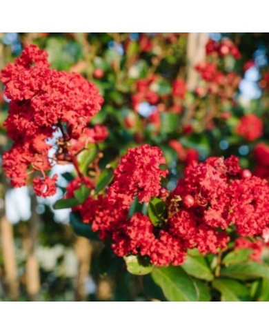 Lilas des Indes 'Ruffled Red Magic'