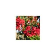Lilas des Indes 'Ruffled Red Magic'