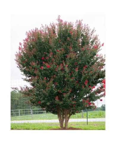 Lilas des Indes 'Ruffled Red Magic'