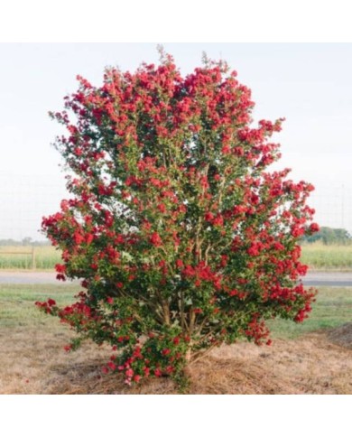 Lilas des Indes 'Ruffled Red Magic'