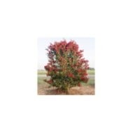 Lilas des Indes 'Ruffled Red Magic'