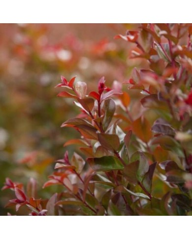 Lilas des Indes 'Ruffled Red Magic'