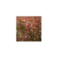Lilas des Indes 'Ruffled Red Magic'