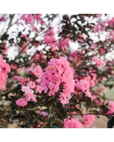 Lilas des Indes 'Twilight Magic'