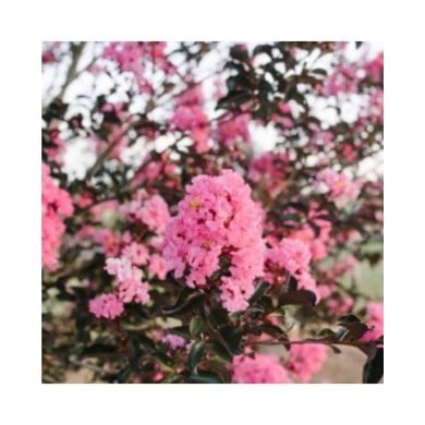 Lilas des Indes 'Twilight Magic'