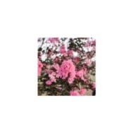 Lilas des Indes 'Twilight Magic'