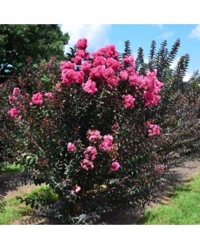 Lilas des Indes 'Twilight Magic'