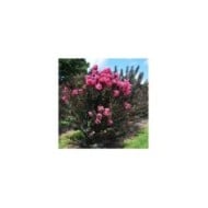 Lilas des Indes 'Twilight Magic'