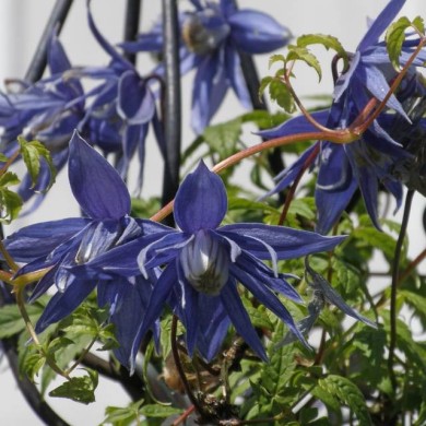 Clématite macropetala