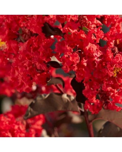 Lilas des Indes Black Diamond® 'Best Red'
