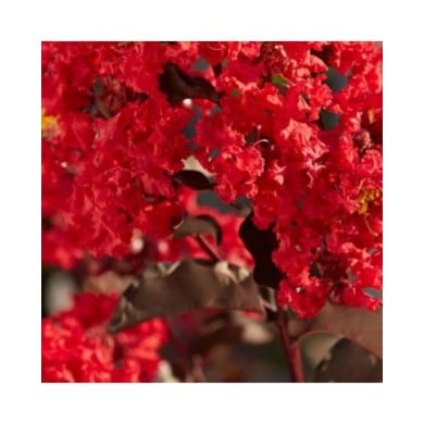Lilas des Indes Black Diamond® 'Best Red'