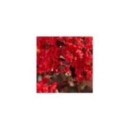 Lilas des Indes Black Diamond® 'Best Red'