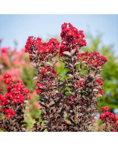 Lilas des Indes Black Diamond® 'Best Red'
