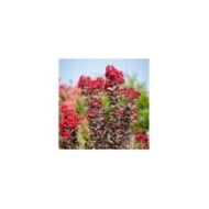 Lilas des Indes Black Diamond® 'Best Red'