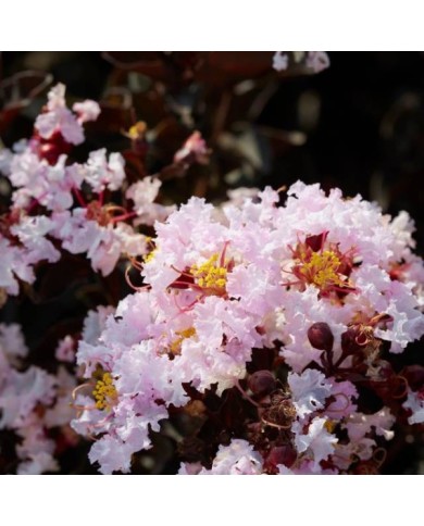 Lilas des Indes Black Diamond® 'Blush'