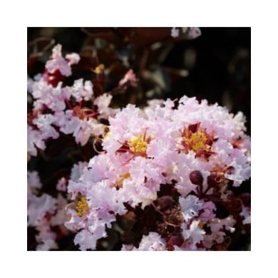 Lilas des Indes Black Diamond® 'Blush'