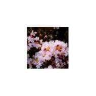 Lilas des Indes Black Diamond® 'Blush'