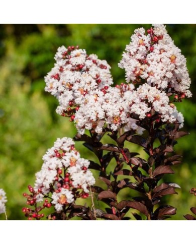 Lilas des Indes Black Diamond® 'Blush'