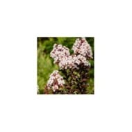 Lilas des Indes Black Diamond® 'Blush'