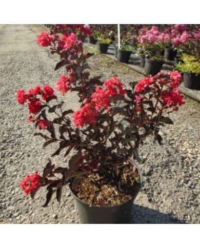 Lilas des Indes Black Diamond® 'Crimson Red'