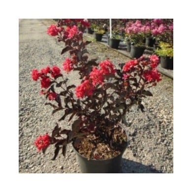 Lilas des Indes Black Diamond® 'Crimson Red'