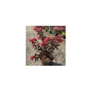 Lilas des Indes Black Diamond® 'Crimson Red'