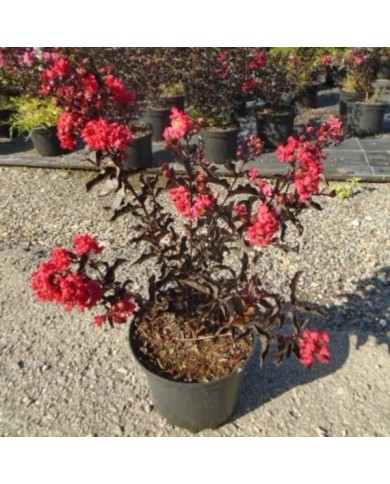 Lilas des Indes Black Diamond® 'Crimson Red'