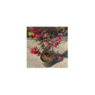 Lilas des Indes Black Diamond® 'Crimson Red'