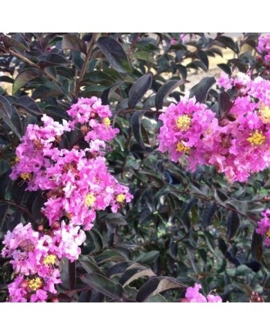 Lilas des Indes Black Diamond® 'Lavender Lace'