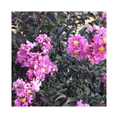 Lilas des Indes Black Diamond® 'Lavender Lace'